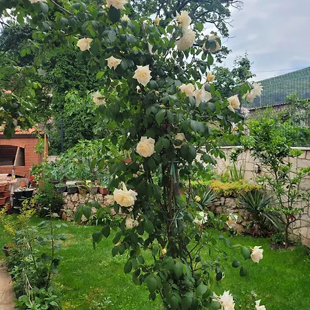 Sonja 公寓 特雷比涅